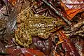 Limnonectes isanensis - Phu Kradueng National Park