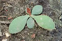 Rosette is rather typical of the plantains