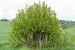 A lime after coppicing, Vogelsberg Mountains