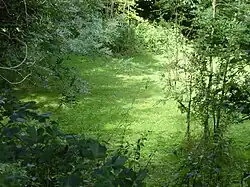 Lingwood Meadows