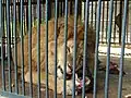 Lions in old zagon
