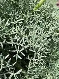 Foliage