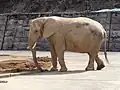 African bush elephant