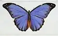 Hippolyte Lucas Histoire Naturelle des Lepidopteres Exotiques Paris,1835.