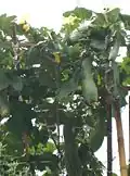Habitus of the vine
