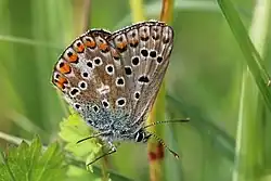 Female (blue colouration)