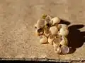 Hatching caterpillars