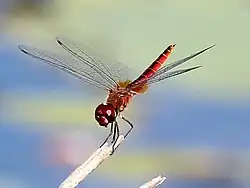 Male perching