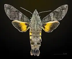 Macroglossum belis