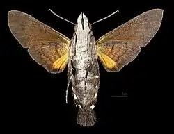 Male ventral