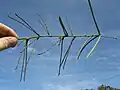 Pods