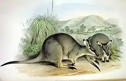 Gray wallabies