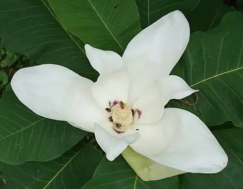 Open flower