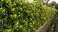 Hedge