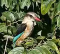 Male perched in tree