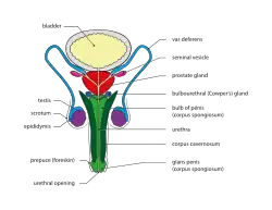 Front view