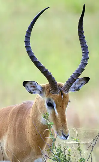 The impala uses horns to compete for resources