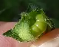 Fruit, hairless form, young
