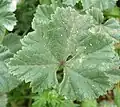 Leaf