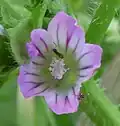 Flower, pinky with bold veins, may be paler