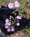 General appearance