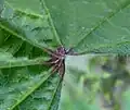 Leaf upperside