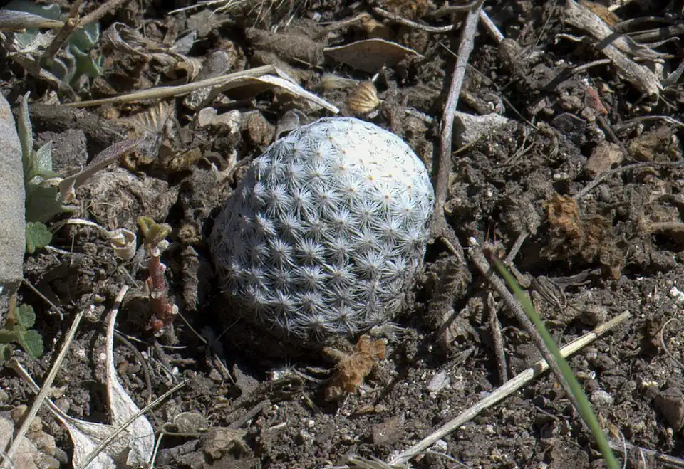 Plant growing in habitat