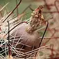 Fruit