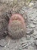 Plant growing in habitat in Uspallata, Argentina