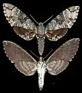 Manduca florestan