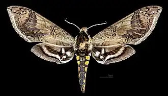 Female Dorsal side