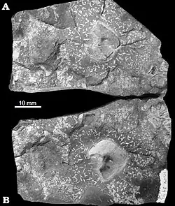 Mesosaurid fossils