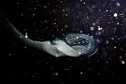 Manta foraging