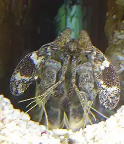 Lysiosquillina maculata