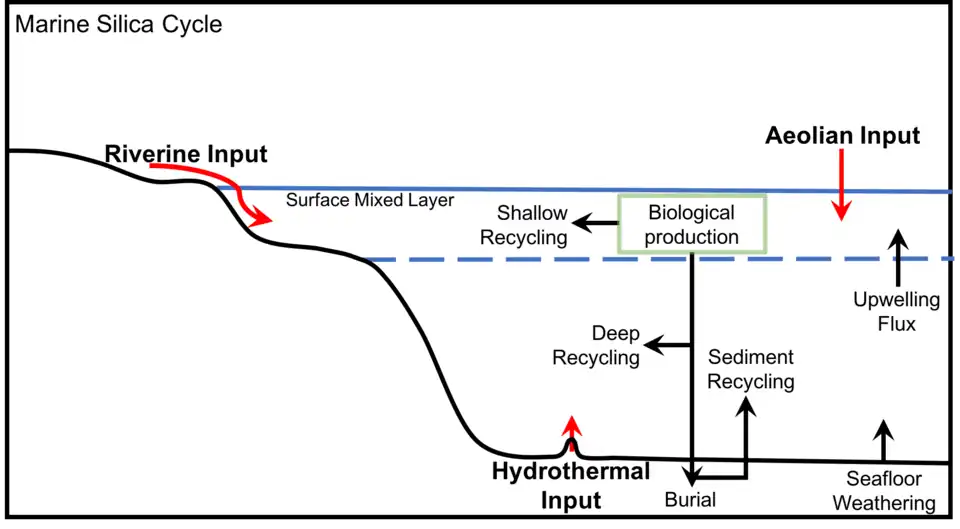 Generalized marine silica cycle, adapted from Treguer et&nbsp;al., 1995[122]