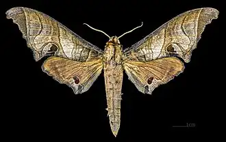 Male dorsal