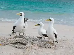 Masked boobies (Sula dactylatra)