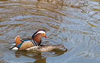 Mating couple