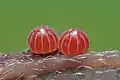 Mature eggs