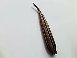 Matured fruit of Vanda tessellata