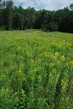 Meadow