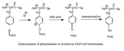 Hydroxylation of phenylalanine to tyrosine.