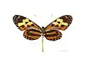 M. p. polymnia - ventral side