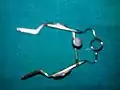 Muller's retractor, top view