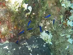 Juveniles