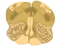 Cross-section of the inferior medulla
