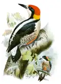 Melanerpes pulcher