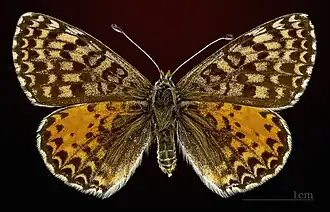 Female