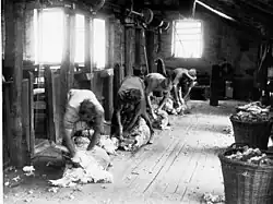 Shearing Sheep at Bungaree