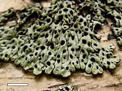 Menegazzia pertransita growing on a tree in New Zealand. Scale bar = 1&nbsp;cm.